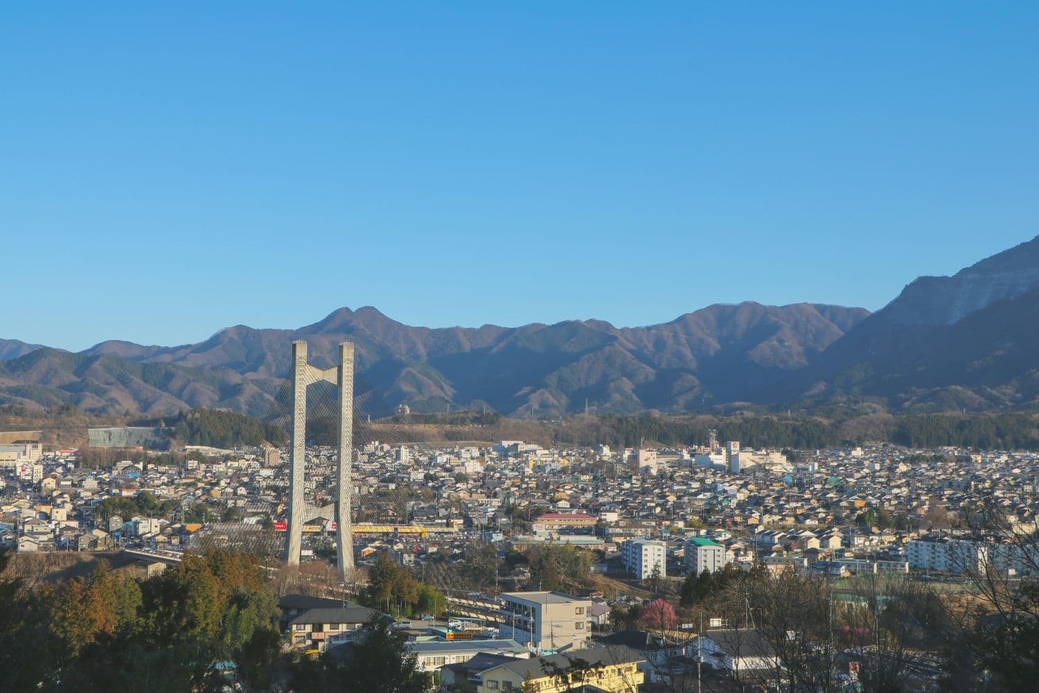 埼玉県の伐採・抜根の様子