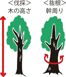 木の高さと幹周りの測り方の図